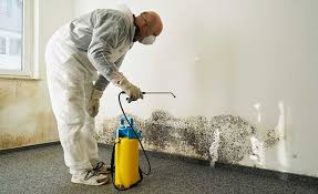 Best Mold Removal for HVAC Installations  in Belle Isle, FL