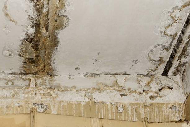 Best Commercial Mold Inspection  in Belle Isle, FL